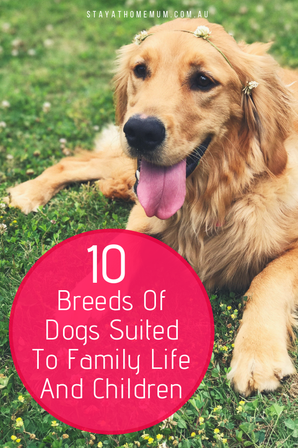 10 Breeds Of Dogs Suited To Family Life And Children