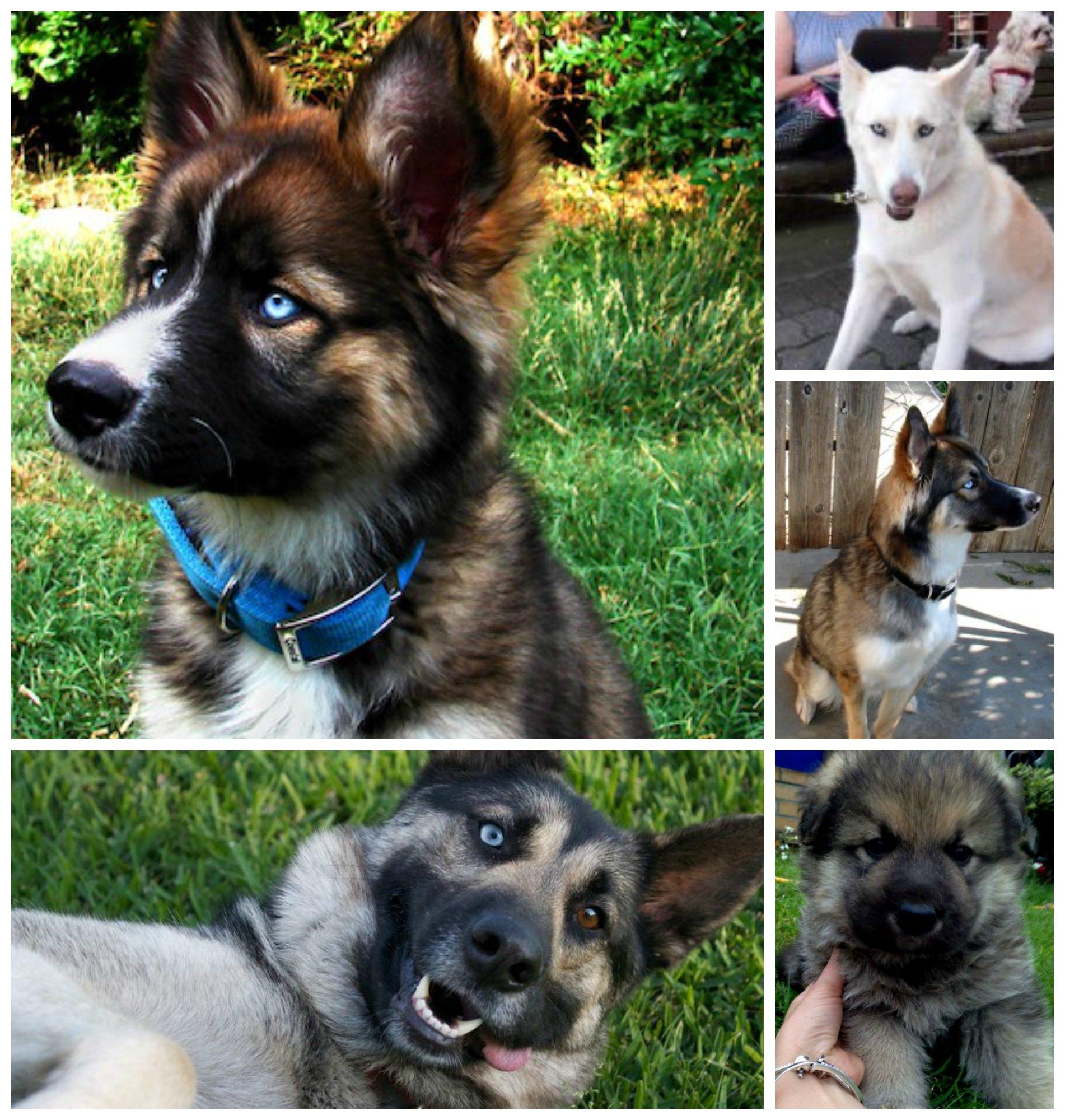 12 Super Adorable Crossbreed Dogs You've Gotta Have