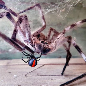 Mum Captures ‘David And Goliath’ Battle Between Deadly Spiders In Her Mailbox