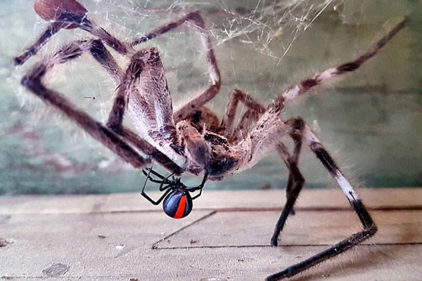Mum Captures ‘David And Goliath’ Battle Between Deadly Spiders In Her Mailbox