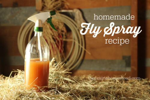 Natural Ways to Get Rid of Flies Both Inside and Outside! | Stay At Home Mum