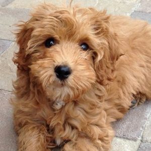 12 Super Adorable Crossbreed Dogs You’ve Gotta Have