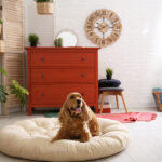 bigstock Adorable Dog On Pet Bed In Sty 269531623 | Stay at Home Mum.com.au