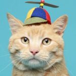 14 Ridulously Cute Hats for Cats | Stay at Home Mum
