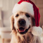 Christmas Dog Blog | Stay at Home Mum.com.au