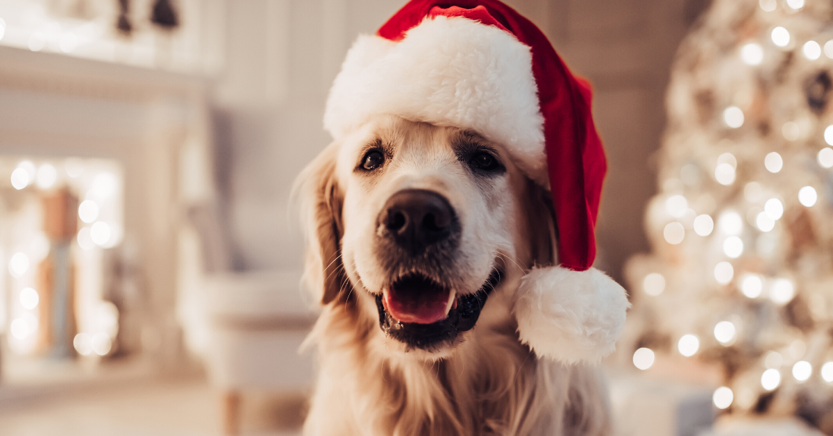 10 Epic Christmas Gifts for Your Dog