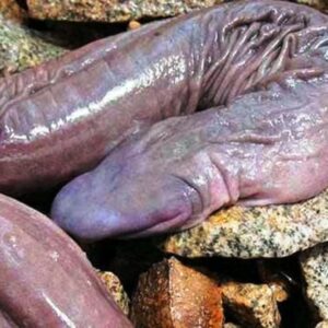 30 Things That Look Like A Penis (But Aren’t!)