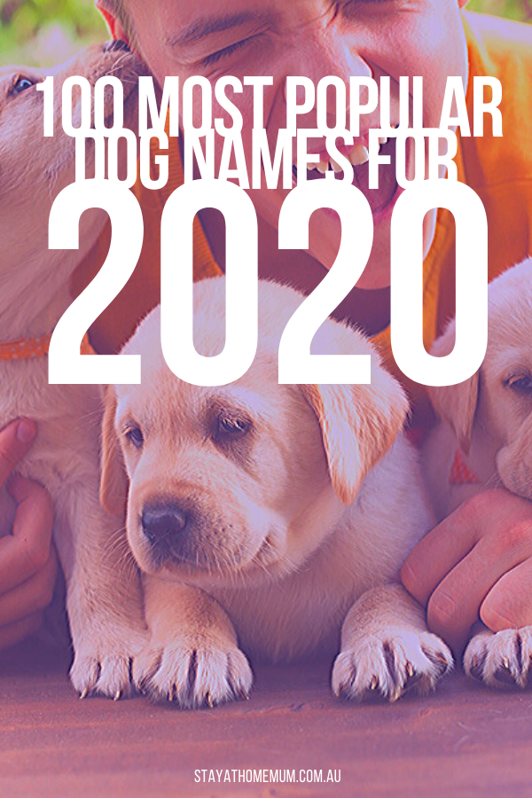 100 Most Popular Dog Names For 2020