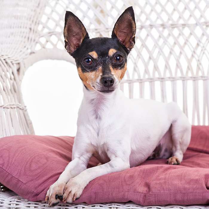 minifoxie miniature fox terrier on chair | Stay at Home Mum.com.au