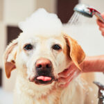 5 Ways to Save Your Plumbing From Pets Plumbing in Fort Worth TX | Stay at Home Mum.com.au