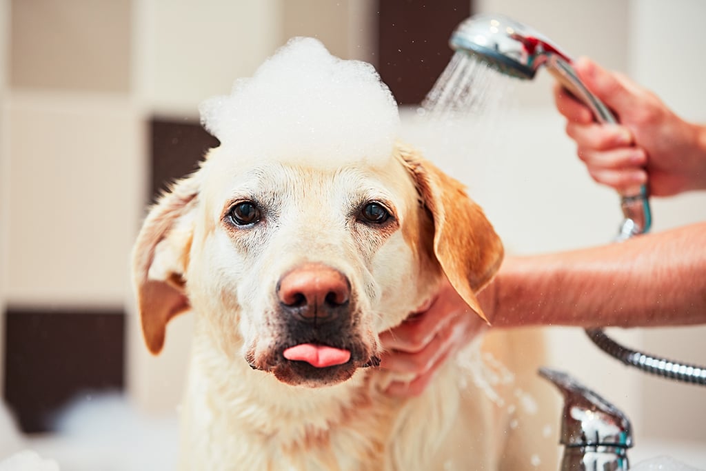 This Is The Best Way To Bathe Your Pet