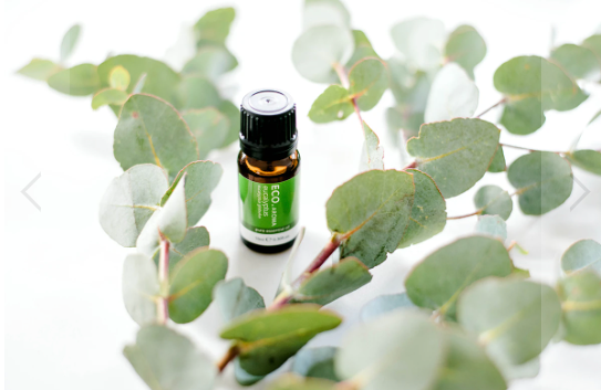 Where to Buy Eucalyptus Oil | Stay at Home Mum