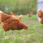 bigstock Chickens On A Farm Are Walking 299073229 | Stay at Home Mum.com.au