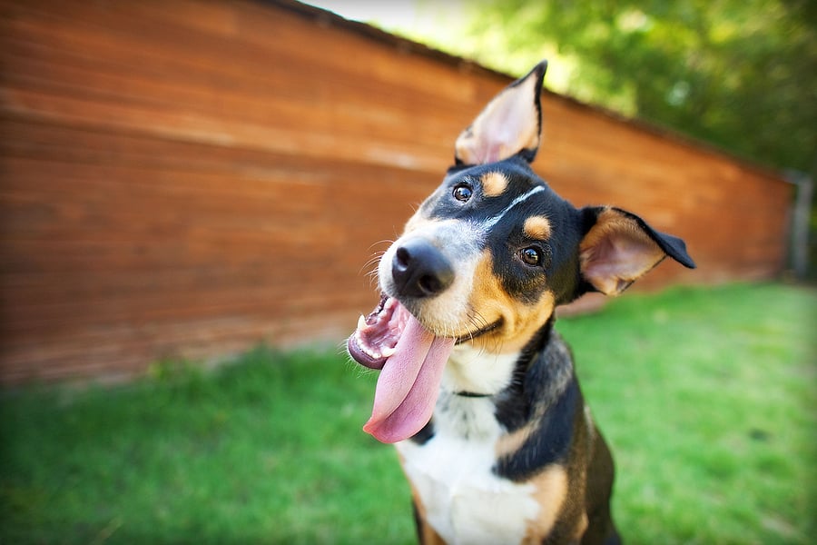 The Best Low Maintenance Dogs for People with Super Hectic Lives