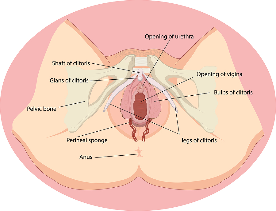 Lacking Orgasms? Get to know your Clitoris