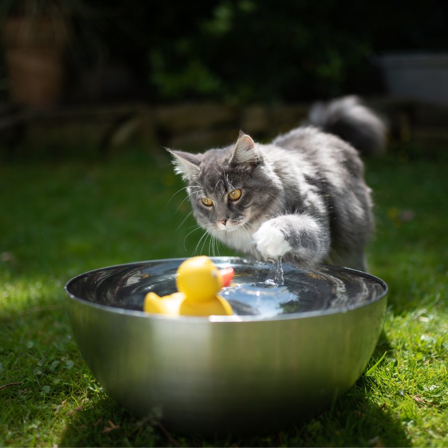12 Ways To Prevent Heatstroke In Pets | Stay At Home Mum