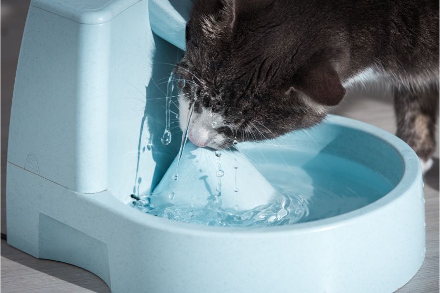 cat drinking water | Stay at Home Mum.com.au