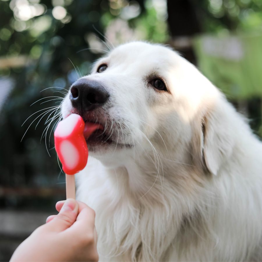 dog popsicle | Stay at Home Mum.com.au