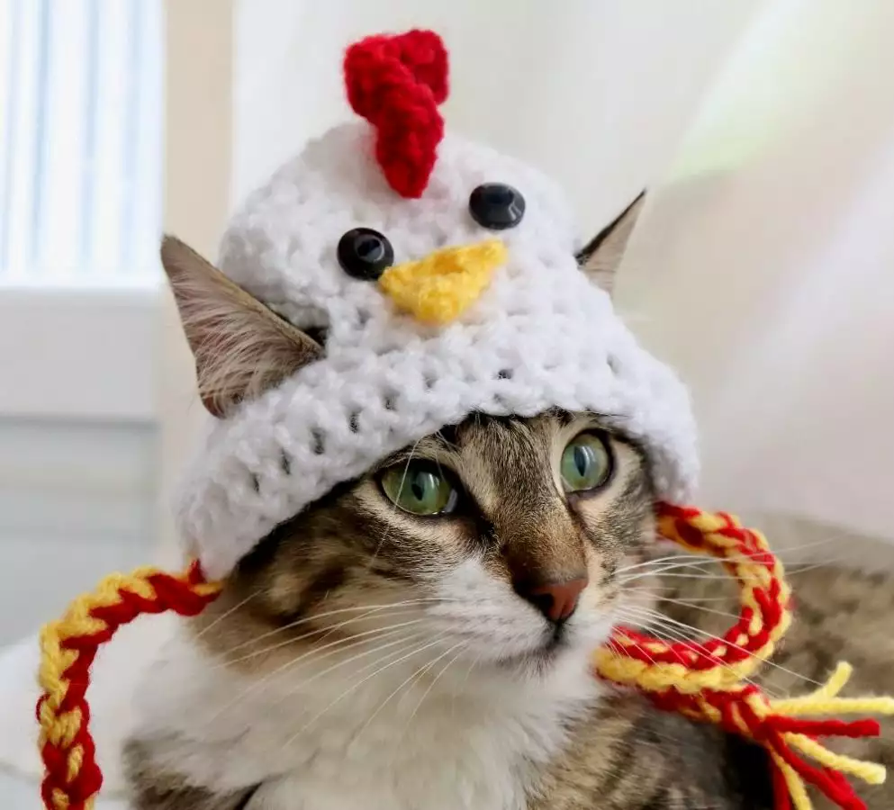 14 Ridiculously Cute Hats for Cats