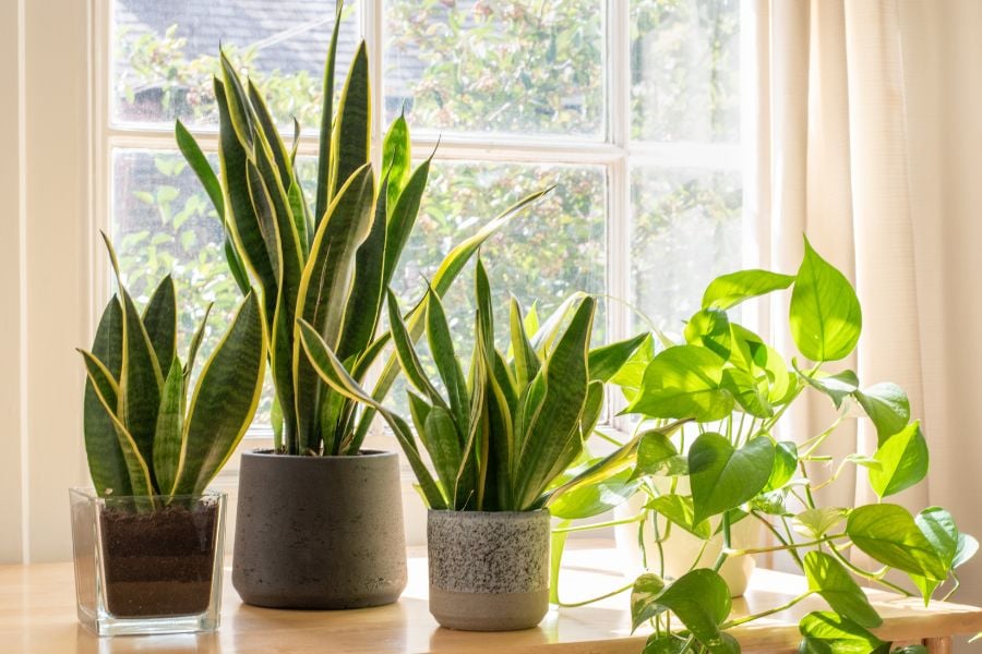 18 Best Air-Filtering Plants For Your Home