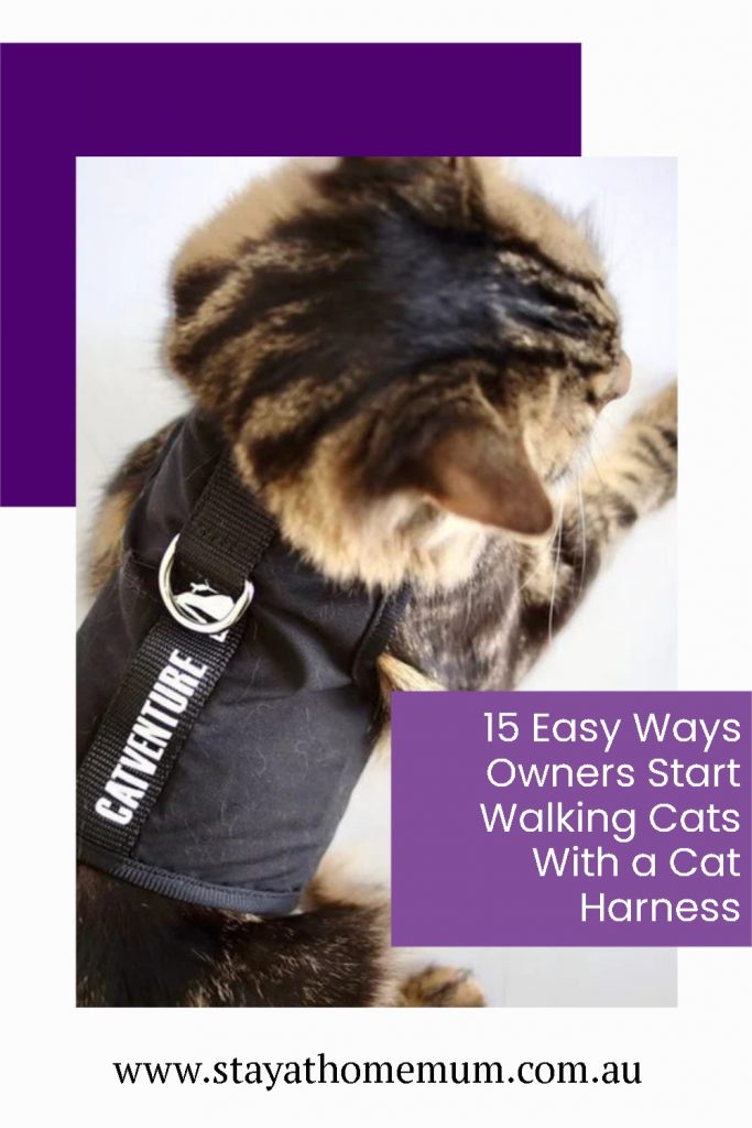 15 Easy Ways Owners Start Walking Cats With a Cat Harness | Stay at Home Mum.com.au