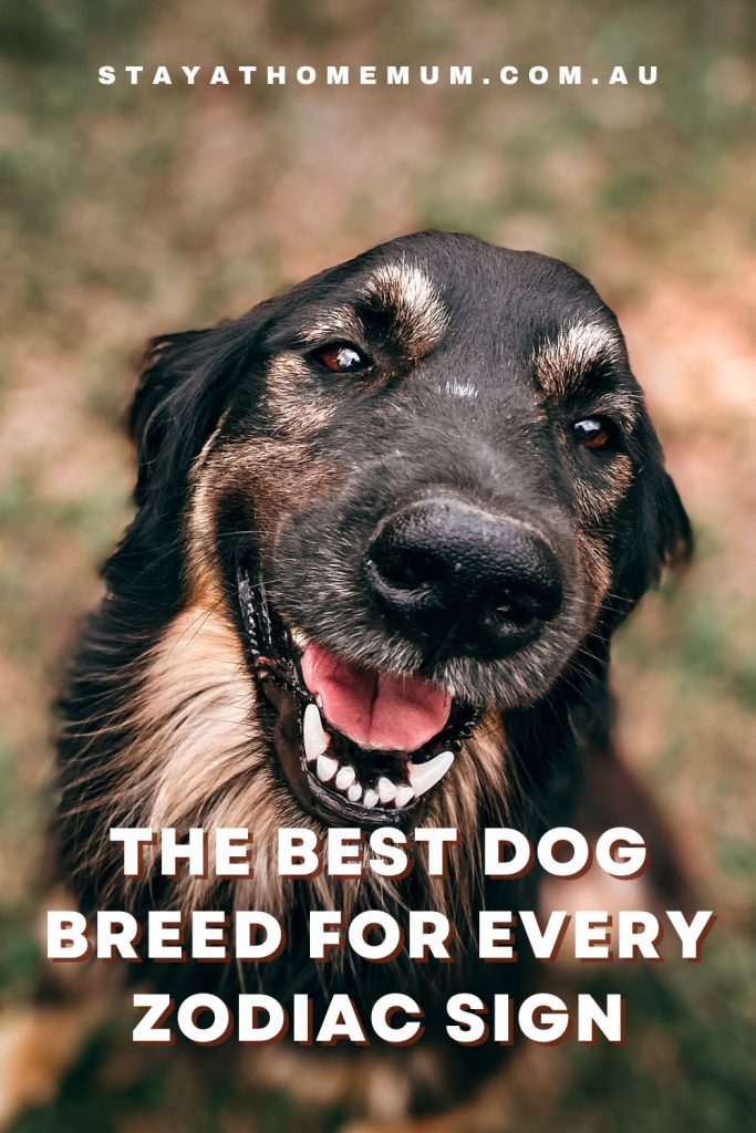 dog breed | Stay at Home Mum.com.au